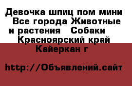 Девочка шпиц пом мини - Все города Животные и растения » Собаки   . Красноярский край,Кайеркан г.